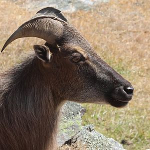 Himalayan Tahr (Hemitragus jemlahicus), Deer Park Heights (Queenstown)