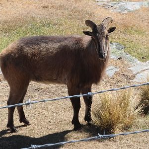Himalayan Tahr (Hemitragus jemlahicus), Deer Park Heights (Queenstown)