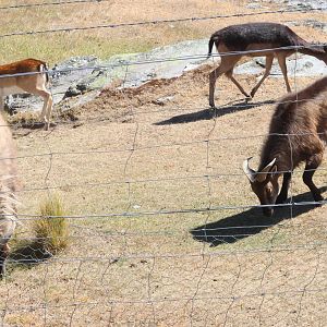 Himalayan Tahr (Hemitragus jemlahicus) and European Fallow Deer (Dama dama), Deer Park Heights (Queenstown)
