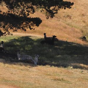 Llama (Lama glama) flock in the shade, Deer Park Heights (Queenstown)