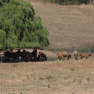Red Deer (Cervus elaphus) herd, Deer Park Heights (Queenstown)