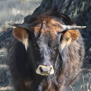 Highland Neat (Bos taurus), Deer Park Heights (Queenstown)