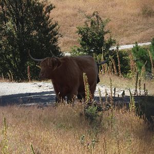 Highland Neat (Bos taurus), Deer Park Heights (Queenstown)