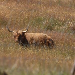 Highland Neat (Bos taurus), Deer Park Heights (Queenstown)