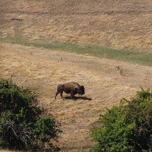 American Bison (Bison bison), Deer Park Heights (Queenstown)