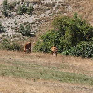 American Bison (Bison bison) calves, Deer Park Heights (Queenstown)