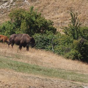 American Bison (Bison bison) adult with calves, Deer Park Heights (Queenstown)