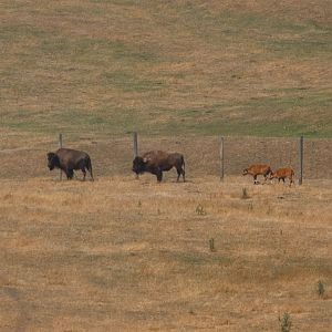 American Bison (Bison bison) pair with calves, Deer Park Heights (Queenstown)