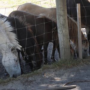 Domestic equines (Equus sp.), Deer Park Heights (Queenstown)