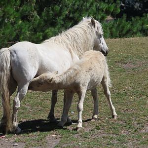 Domestic Horse (Equus ferus caballus) mare with foal, Deer Park Heights (Queenstown)