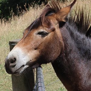 Donkey (Equus asinus), Deer Park Heights (Queenstown)