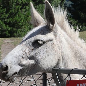 Mule (jack Equus asinus x mare Equus ferus caballus), Deer Park Heights (Queenstown)