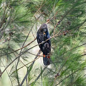 Glossy Black Cockatoo