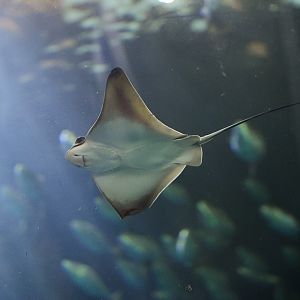 Bat Ray (juvenile)