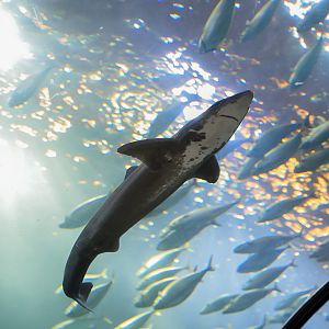 Pacific Spiny Dogfish
