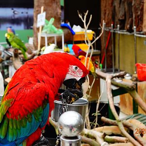 Green-winged Macaw (Ara chloropterus)