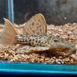 Demini Leopard Cactus Pleco, L114 (Pseudacanthicus cf. leopardus)