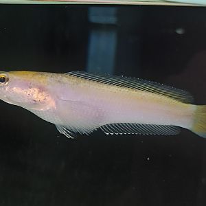 Golden Peacock Snakehead (Channa pulchra var. Xanthic)