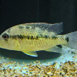 Gold Dust Eartheater ("Geophagus" sp. Alto Sinu)