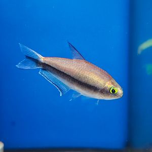 Emperor Tetra (Nematobrycon palmeri)