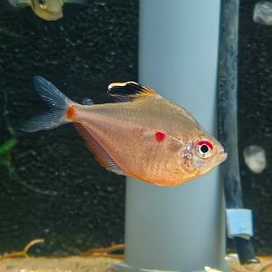 Greenback Bleeding-heart Tetra (Megalamphodus socolofi var. 'Brazil Green')