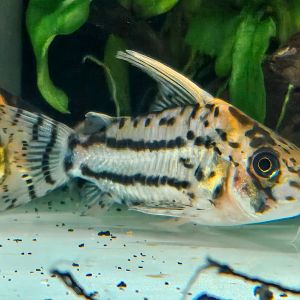 Super Schwartz's Cory (Hoplisoma sp. CW028)