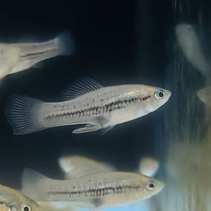 Mountain Swordtail (Xiphophorus nezahualcoyotl)