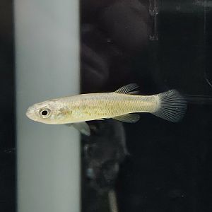 Barrens Topminnow (Fundulus julisia)