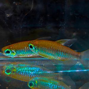 Orange Candycane Congo Tetra (Phenacogrammus sp. Mokobilé)