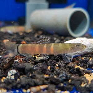 Ataran River Sumo Loach (Schistura atarensis)
