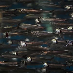 Northern Anchovies