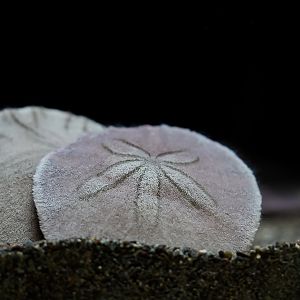 Eccentric Sand Dollar