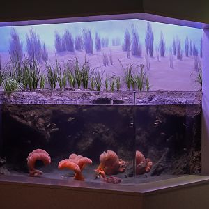 Sea Pen Tank