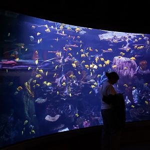 Connected Coasts Artificial Reef Tank