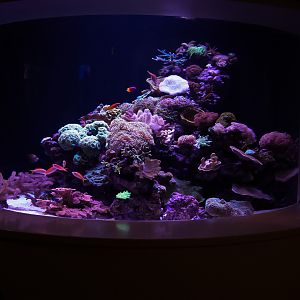 Connected Coast's Living Reef Tank