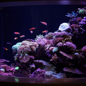 Connected Coast's Living Reef Tank