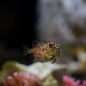 Pacific Spiny Lumpsucker