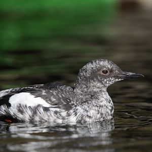 Pigeon Guillemot (Winter plumage)