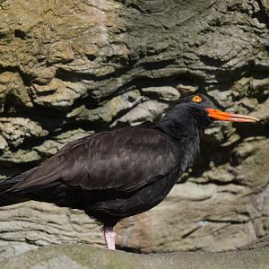 Black Oyster Catcher