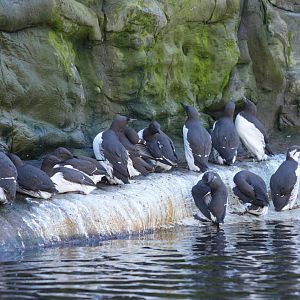 Common Murres (Winter plumage)