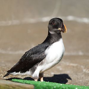 Horned Puffin (Winter plumage)