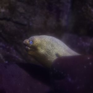 California Moray Eel