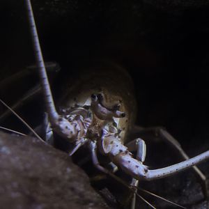 California Spiny Lobster