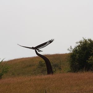 Sculpture of Swamp Harrier, near Arrowtown