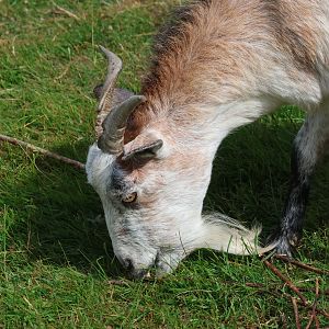 Domestic Goat (Capra aegagrus hircus), petting zoo at Remarkable Vets Arrowtown