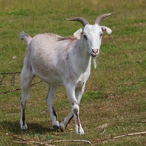 Domestic Goat (Capra aegagrus hircus), petting zoo at Remarkable Vets Arrowtown