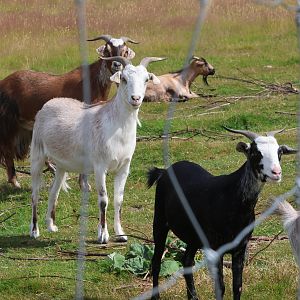 Domestic Goat (Capra aegagrus hircus) flock, petting zoo at Remarkable Vets Arrowtown