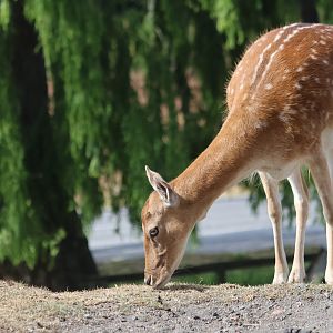 European Fallow Deer (Dama dama), petting zoo at Remarkable Vets Arrowtown
