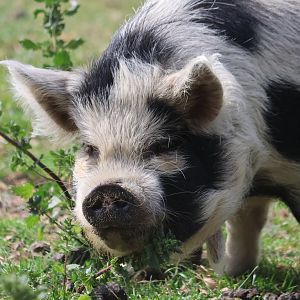 Kunekune (Sus scrofa domesticus), petting zoo at Remarkable Vets Arrowtown
