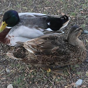 Domestic Mallard (Anas platyrhynchos), petting zoo at Remarkable Vets Arrowtown